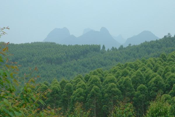 Forest in China