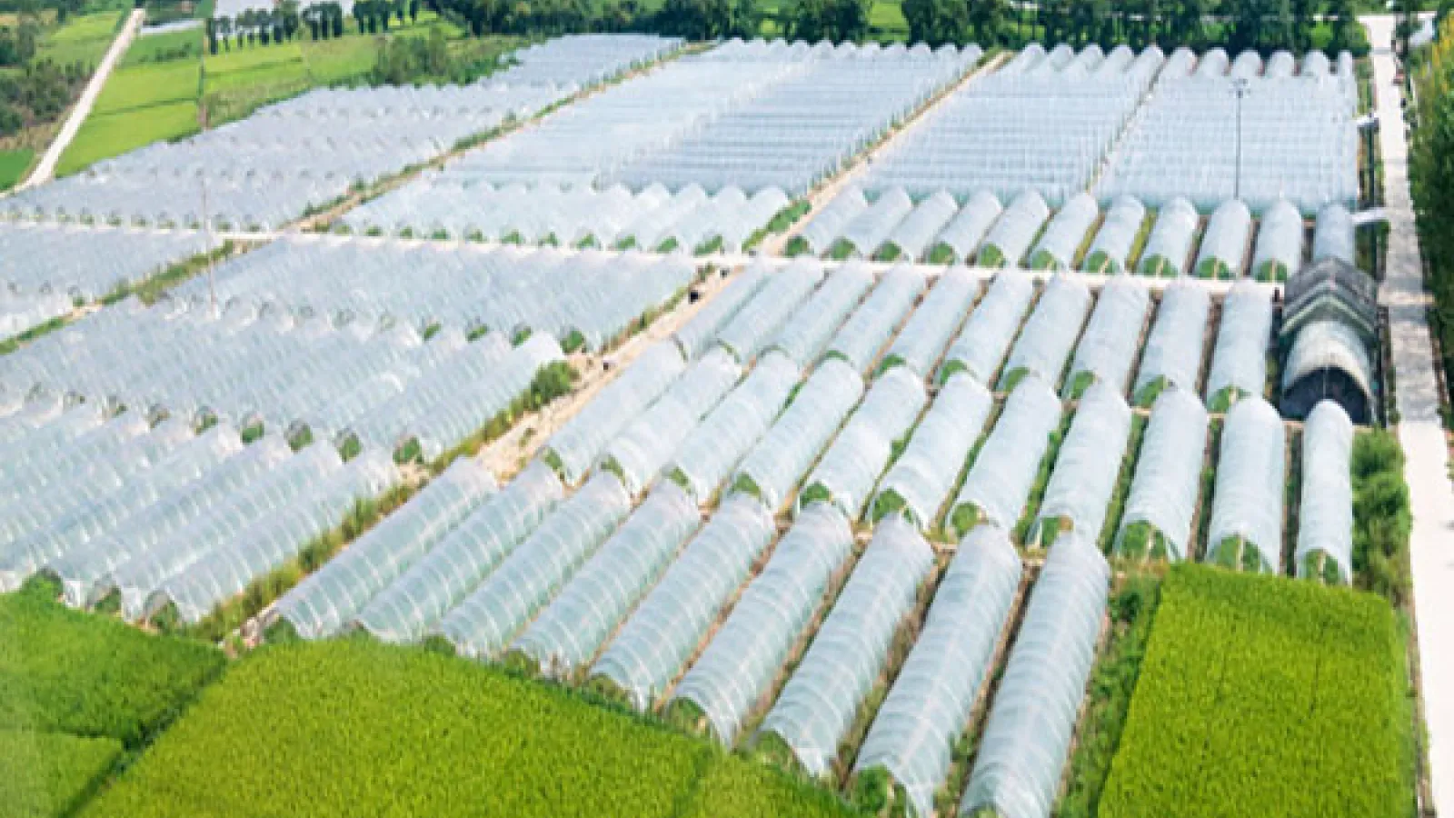 Plastic Greenhouses in China