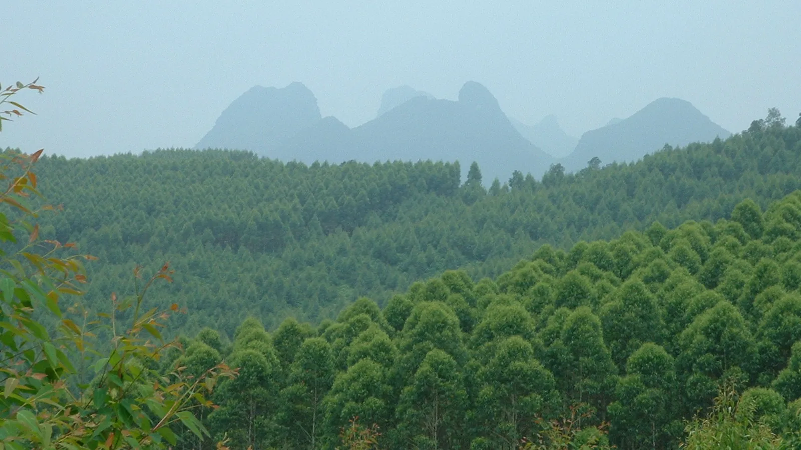 Forest in China